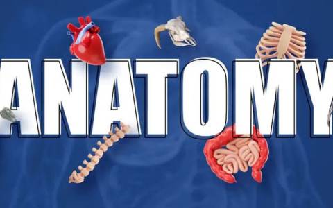 Anatomy Club